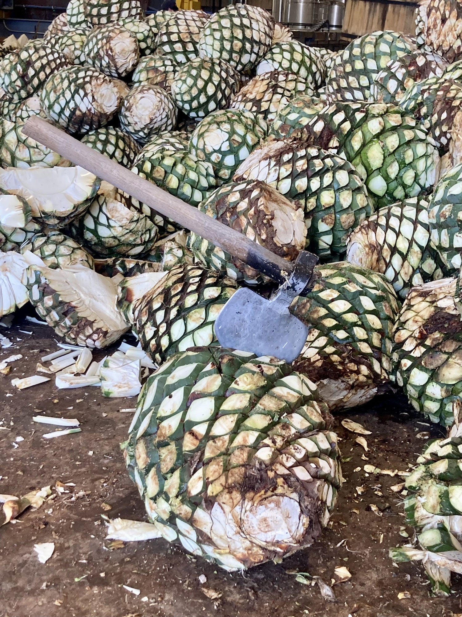 Harvested agave pinas with an ax stuck in the front pina